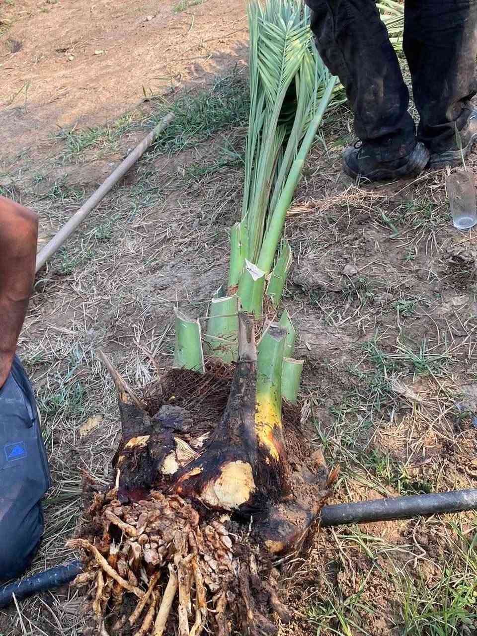 برحي ابو خصيب لبيع *********** البصرة, العراق
