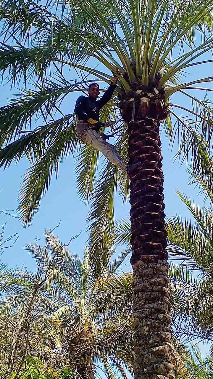 السلام عليكم هذا باب رزقي اني مكربجي اي شخص عندة لقاح و تكريب و شلاع فسايل وتنضيف اني حاضر أرقامي *********** لتواصل *********** عندي كادر كامل واشتغل داخل بغداد مكاني تاجي اخواني الي يريد يخابرني اني حاضر
#تكريب #نخيل
