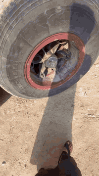 السلام عليكم 
من رخصت الادمن 
فراشات عدد6 للبيع وبطيخه عدد 6 حجم 16 العنوان الأنبار القائم ***********
