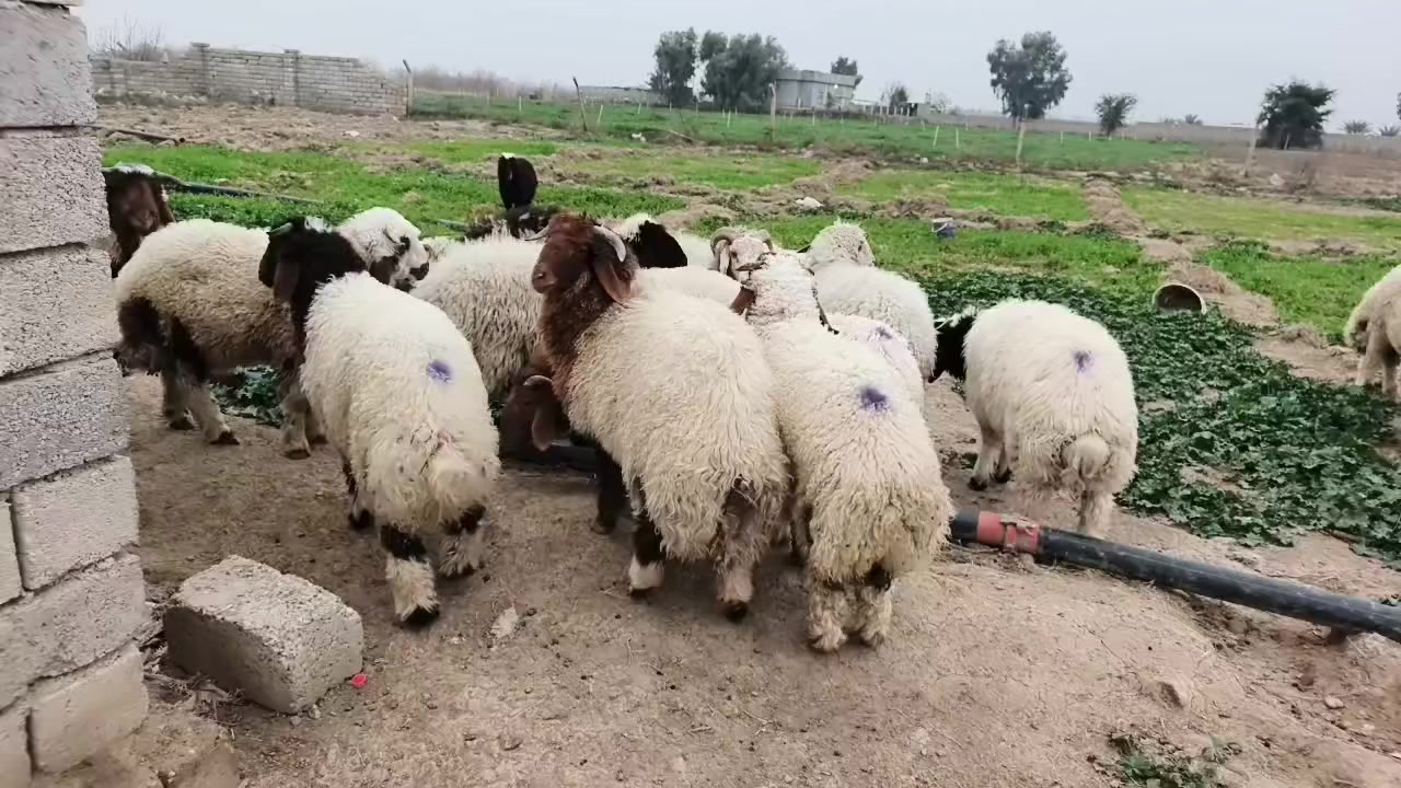 طليان ربط على شعير وحنطه سعر الزوج 775وبيهن مجال واذا مفرد السعر يختلف اخوان وحي الله الشرايه ***********
