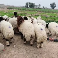 طليان ربط على شعير وحنطه سعر الزوج 775وبيهن مجال واذا مفرد السعر يختلف...