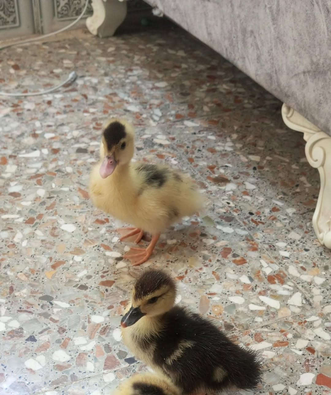 للبيع
‏‪***********‬‏
