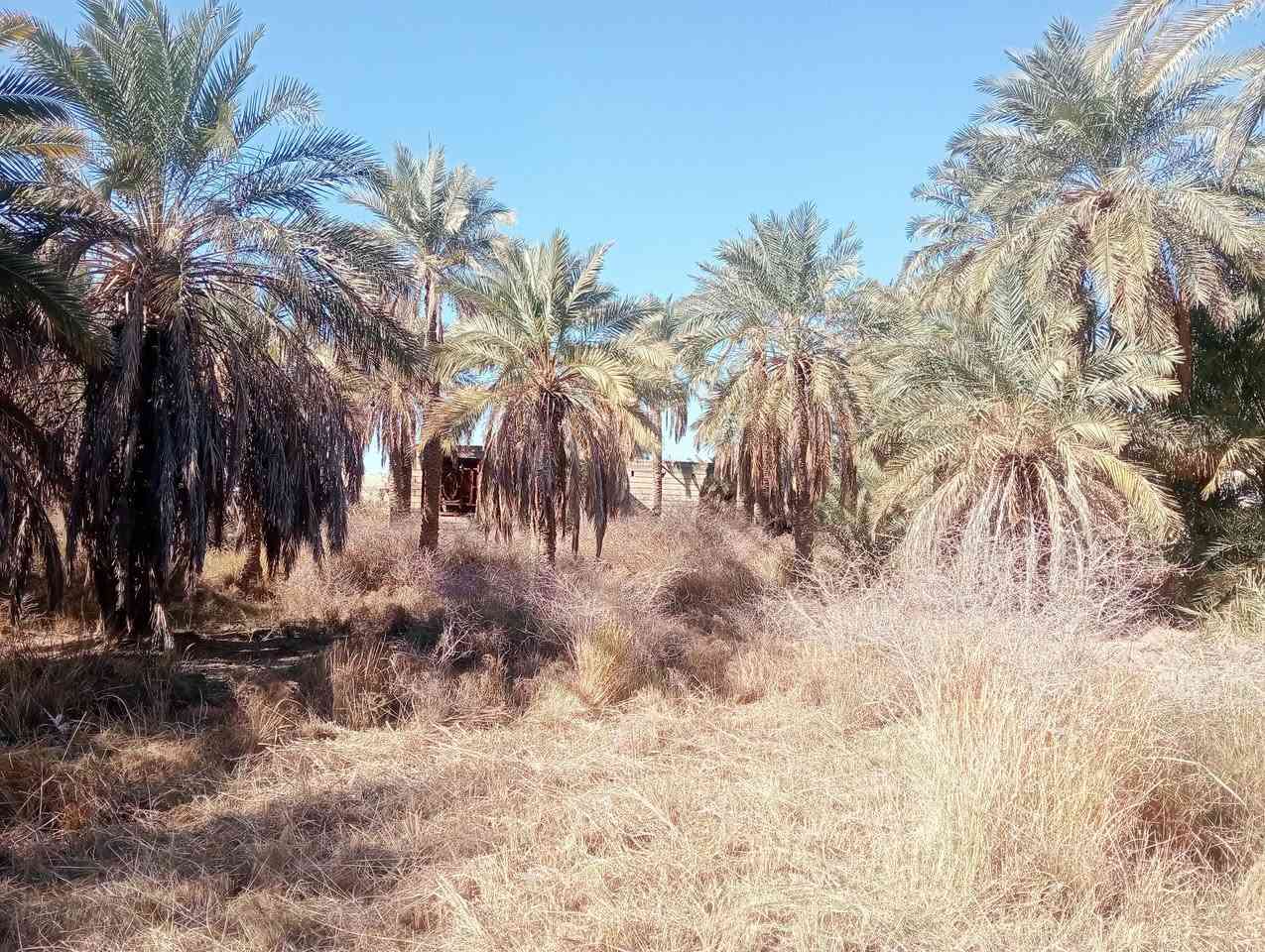 السلام عليكم اخوان بستان  للبيع المساحه1100 منطقة البوعظم صوب الشاميه قرب مدرسة الحكمة قرب شط الفرات خدمات كاملة الاستفسار على الرقم  واتساب ***********
