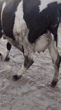 ياالله اللهم صلى على محمد وال محمد بجر اول بطن هولشتاين ورها عجل متعهد كافه شروط  الجني ضمان 4 ايام من كل عيب باقي التفاصيل داخل الفيديو مكان بغداد
واتس *********** يرهم مراوس بحلال حسب الاتفاق 
*********** يوجد توصيل حسب الاتفاق
