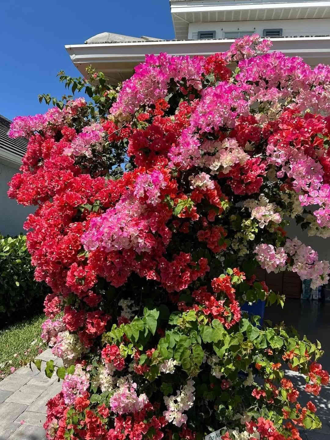 جهنمية فول قطمر مكبس لبناني تتحمل أجواء العراق من حر وبرد مابيه تساقط اوراق مثل العراقيه ولاشوك أزهاره تكون عباره عن عناقيد مزهره تتوفر بلون رماني سعر سندانه مع توصيل 6الاف ارتفاع متر وبدايه تزهير تجيك للحجز ***********
