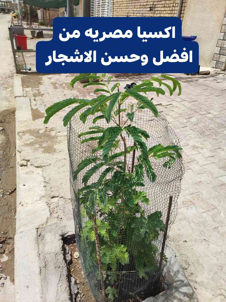 إذا عندك مساحة لا ضيع الوقت 

سعر شجرة اكسيا الفين دينار ارتفاع 90

البيزيا ساحل جهنميه متسلقه دفله 

كل شجره تحتاج شبك داير ما داير المتر الف او نص 

نحفر المكان نجيب الك شتل الباب البيت إلي يزرع كميه كبيره اله خصم كل المواد مع العمل علينه فقط عليك التواصل على خاص ومن الله التوفيق


**إذا كنت صاحب هذا الإعلان وتريد حذفه لأي سبب، رجاءا أرسل رسالة إلى الدعم الفني**
