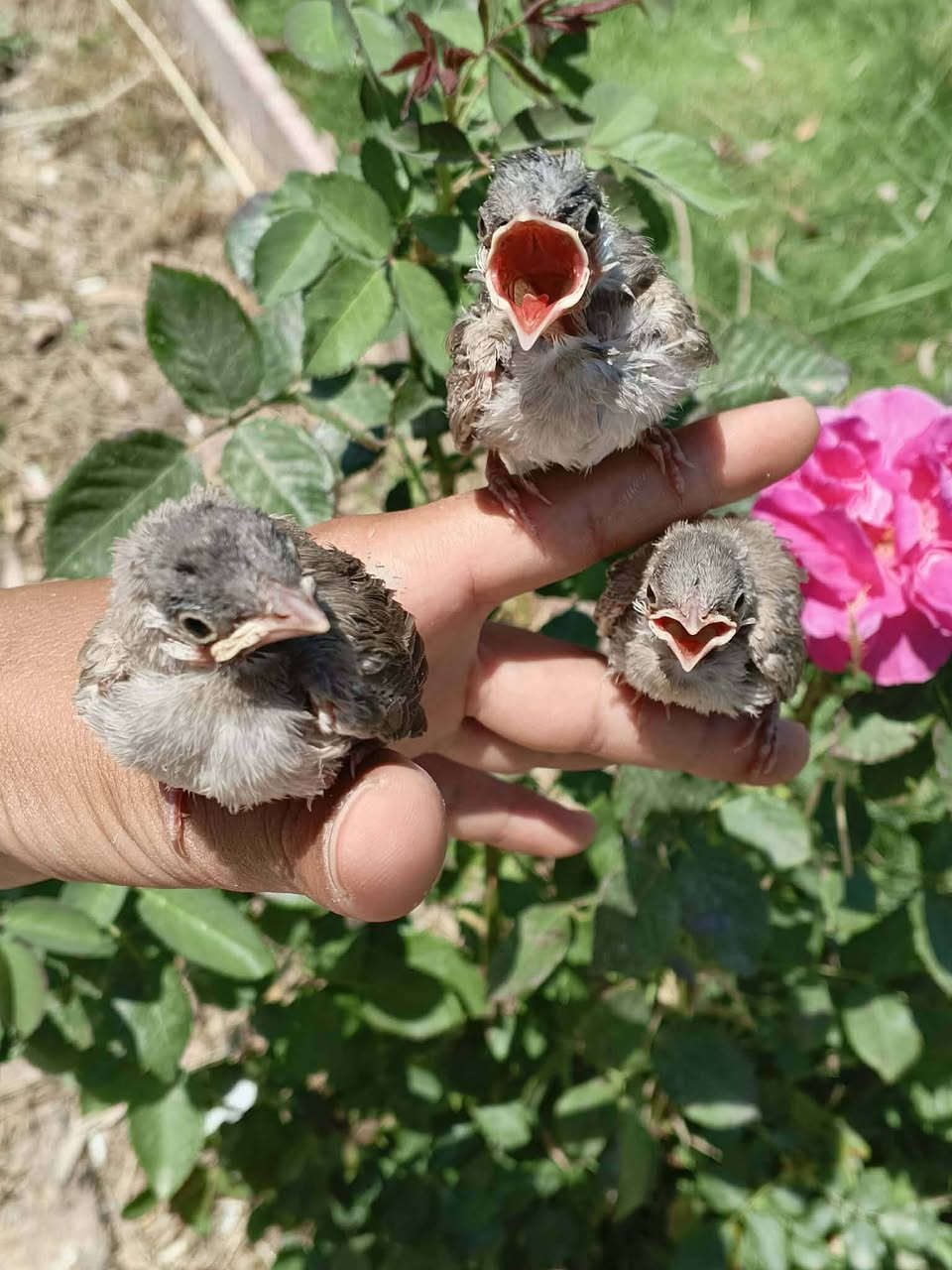 سلام عليكم 👋🏼 متاح بلابل العدد 6 📸سعر الزوج قفل قفل 25🔥 مكان واسط نعمانيه🌐 الاستفسار ‏‪***********‬‏✅
