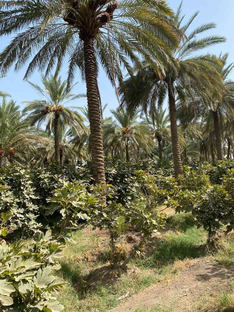 بستان ٣،دونم  طابو زراعي سند ٢٥ مغروسه انواع الفواكه ( تين ،عنب ،تفاح ،نخيل ) فيها بئر ماء صالح للشرب و منظومة سقي 
كافة الخدمات متوفره ماء وكهرباء 
تباع كلها او دونم واحد 
#منطقة_هوى_الشام_قبل_الدبله 
تبعد عن الطريق الداخلي للمنطقه 700متر
للاستفسار ***********
