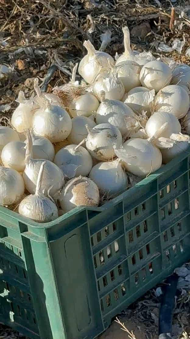 سلام عليكم ..مرحبا بكم في عالم الزريعة   التونسية                                                         موجود  زريعة فقوس مرناقي الكغ 300د  _ زريعة  حمص ..فول  ...جلبانة كسندرا او منجلية  السعر حسب الكمية ..  _زريعة سفنارية محولة ونضيفة الكغ 40د_ زريعة سلق الكغ 15 د.

 _زريعة   بسباس عربي الكغ 15د_    ...حلبة...  ..  كمون....    زريعة بصل احمر او ابيض عربي الكغ 40 د . بصل فرنساوي احمر او ابيض ................. .. المزونة سيدي بوزيد ..   ليحب يشري  22054411


**إذا كنت صاحب هذا الإعلان وتريد حذفه لأي سبب، رجاءا أرسل رسالة إلى الدعم الفني**