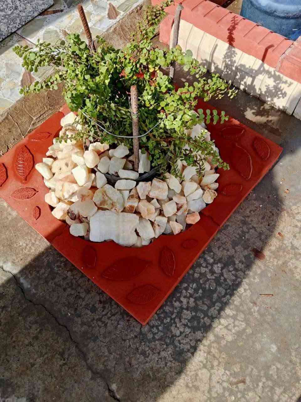 حدقجي وفلاح المزارع وللمنازل
حدقجي عمل كافه ديكورات الحدائق ، لـترتيب🐦 الحدائق المنزلية والمزارع
وزراعة النباتات، 🌾🌴🌱والازهار،
أعمالنا مستمرة دائماً ونسعى لإرضائكم ❤❤🌲🌲 
عالم الحدائق تصميم وترتيب الحدائق  .
 تقليم. وترتيب الاشجار. 
 وتزويد الثيل بالأسمده المفيدة 
وعلاج لأشجار مريضه.
ومرشات الحدائق 🚿
الاتصال او الاستفسار ☎️✓[***********]✓
رقم الثاني ☎️ (***********)
