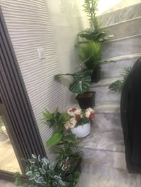 زرع صناعي • كبار وصغار • الشعب بغداد