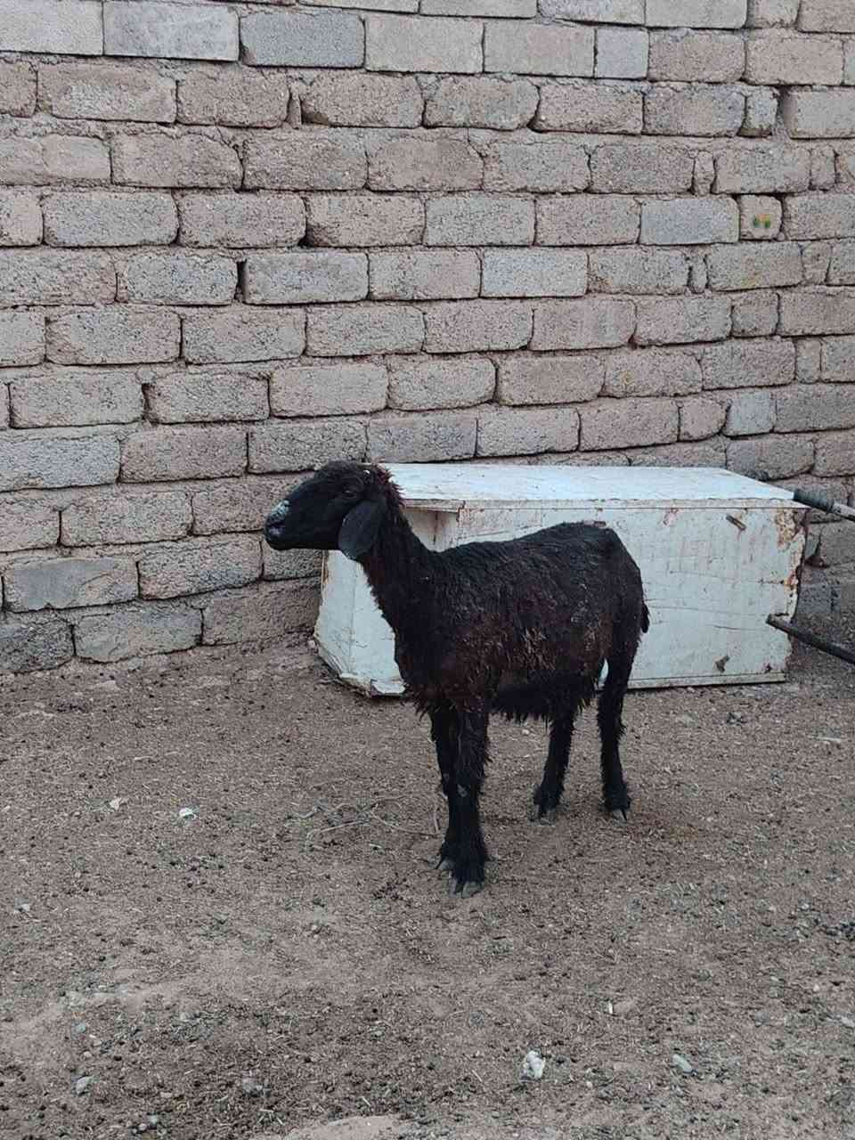 يوجد نعجه شرط نصاحه ام ثالث السعر 250وبيها مجال ال شرايه العنوان بيجي حي العصري تصل عل رقم ***********
