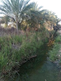 ٥ دونم • ارض زراعيه • دغاره ديوانيه