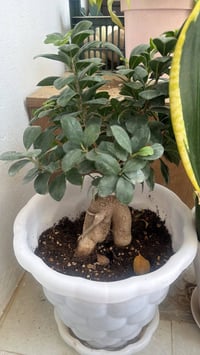 اغراض للبيع • ديكور • حديقة