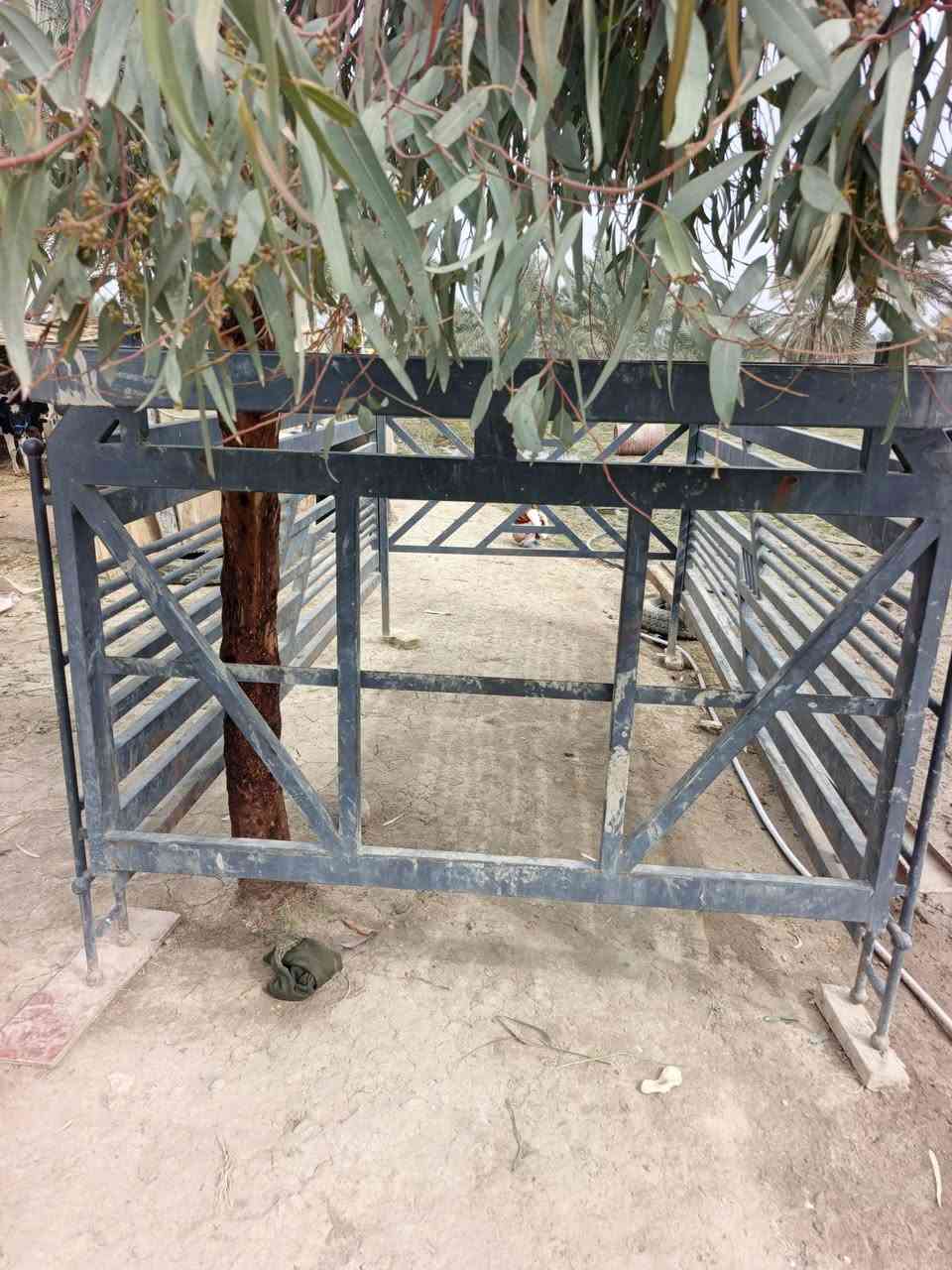 محجر مال فحل البيع ***********
