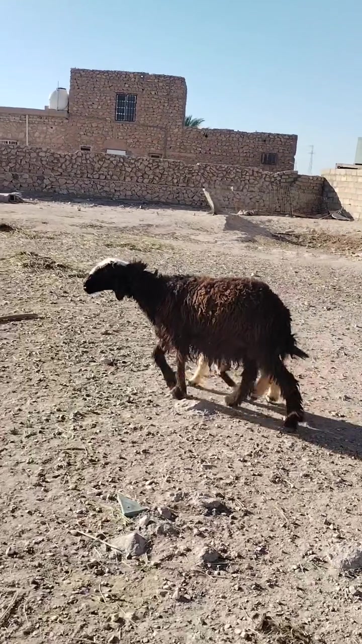 مطافيل سن وشطر مالات مجنوي شرط نصاح سعر زوج 1275 اي استفساراتصل علا رقم *********** مكانه حديثه .الخفاجيه
