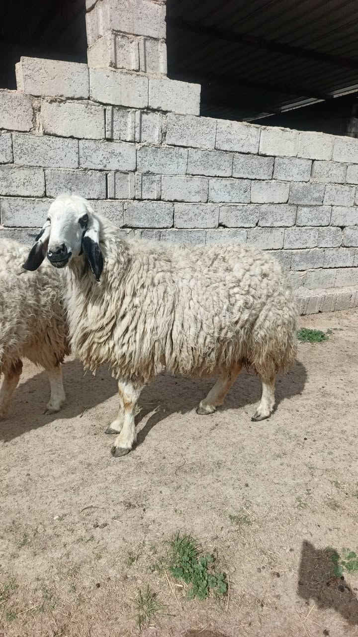 ***********
السلام عليكم متاح نعاج عدد ٢ وحده كريشيه وحده عرجليه 
مكاني بغداد التاجي الي يريدهن يتصل ويدلل
***********
