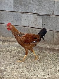 ديوكه • عرب • ثنين