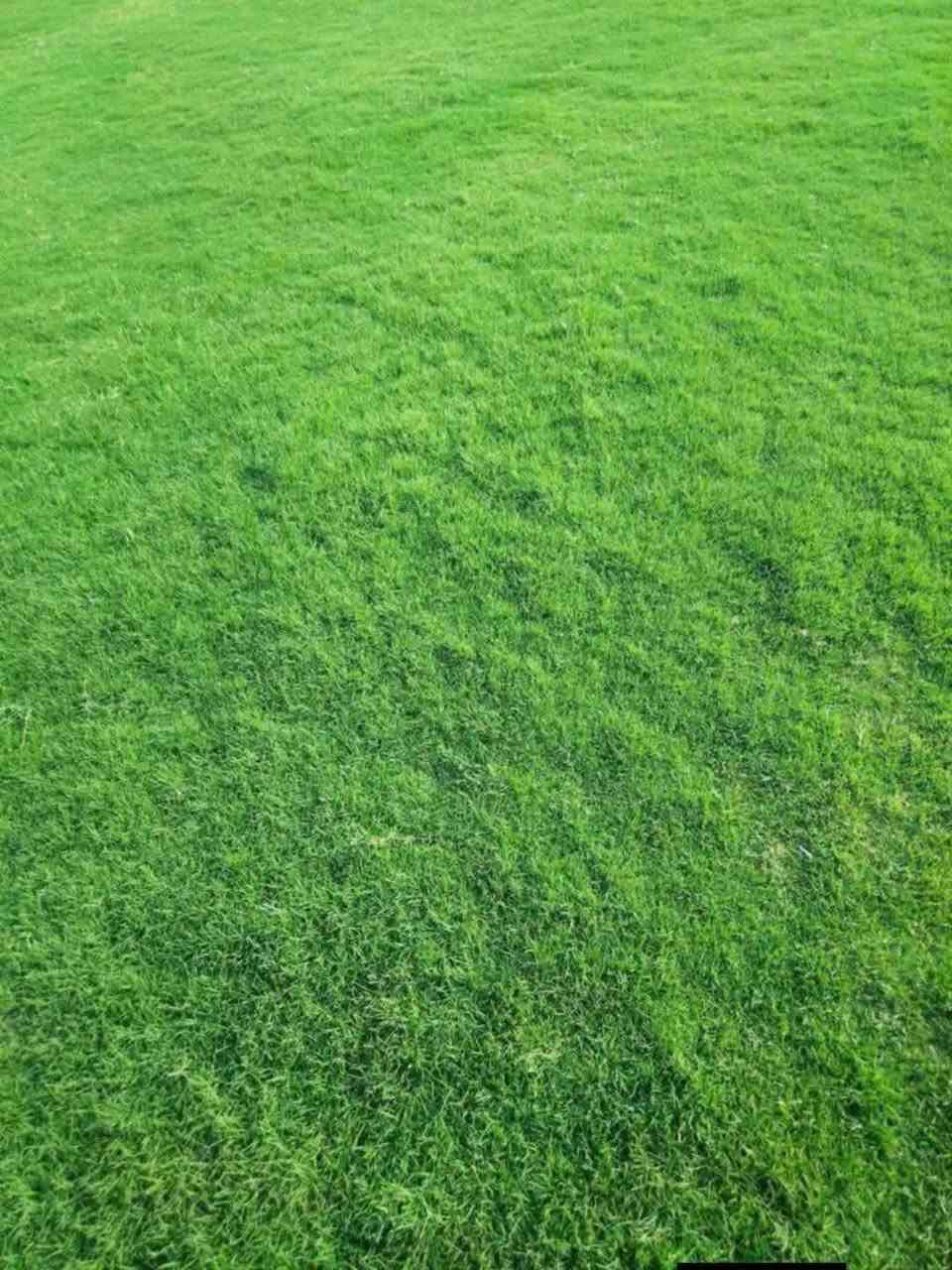 الثيل الهندي درجه الأولى
للحجز الاتصال او المراسلة على الواتساب على الارقام : 
*********** اتصال 
محافظات العراق توصيل
