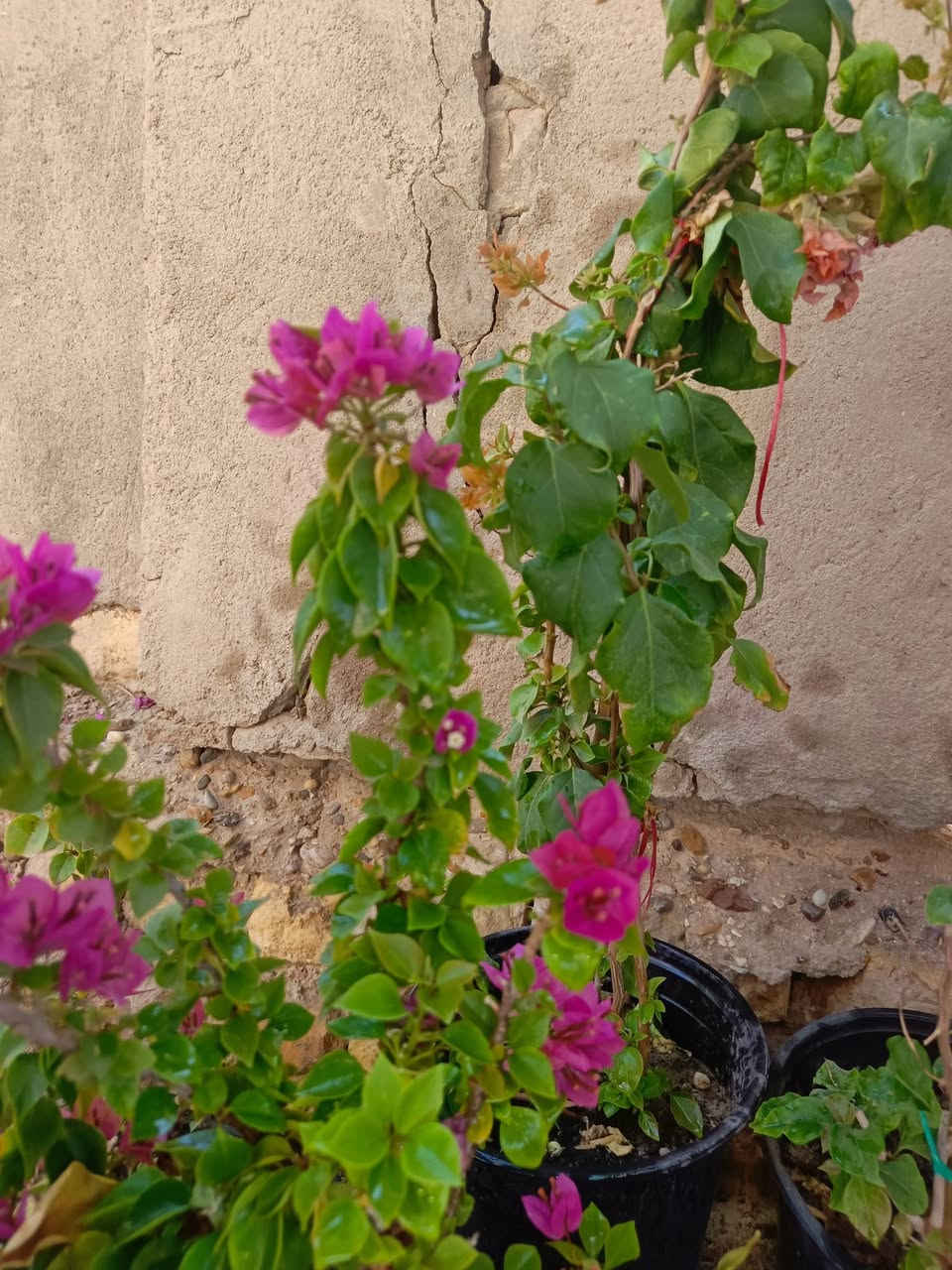 يا الله عرض رمضان المبارك ❤️‍🔥
ورد جوري سلطاني عراقي عطر فواح ٢٥٠٠ 
ورد جوري الوان الفين 
جهنمي متسلق وشجيري الوان ب٥ 
خدمة توصيل داخل المسيب الفين


**إذا كنت صاحب هذا الإعلان وتريد حذفه لأي سبب، رجاءا أرسل رسالة إلى الدعم الفني**