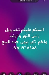 تخم ويل • راس الثور • تخم تاير جديد