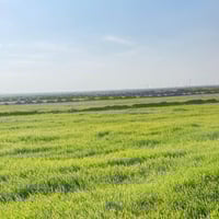 النجف الاشرف • ٥٣٠ دونم • مزارع متجاورة