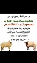 ذبح الأضحية • غنم • عجل