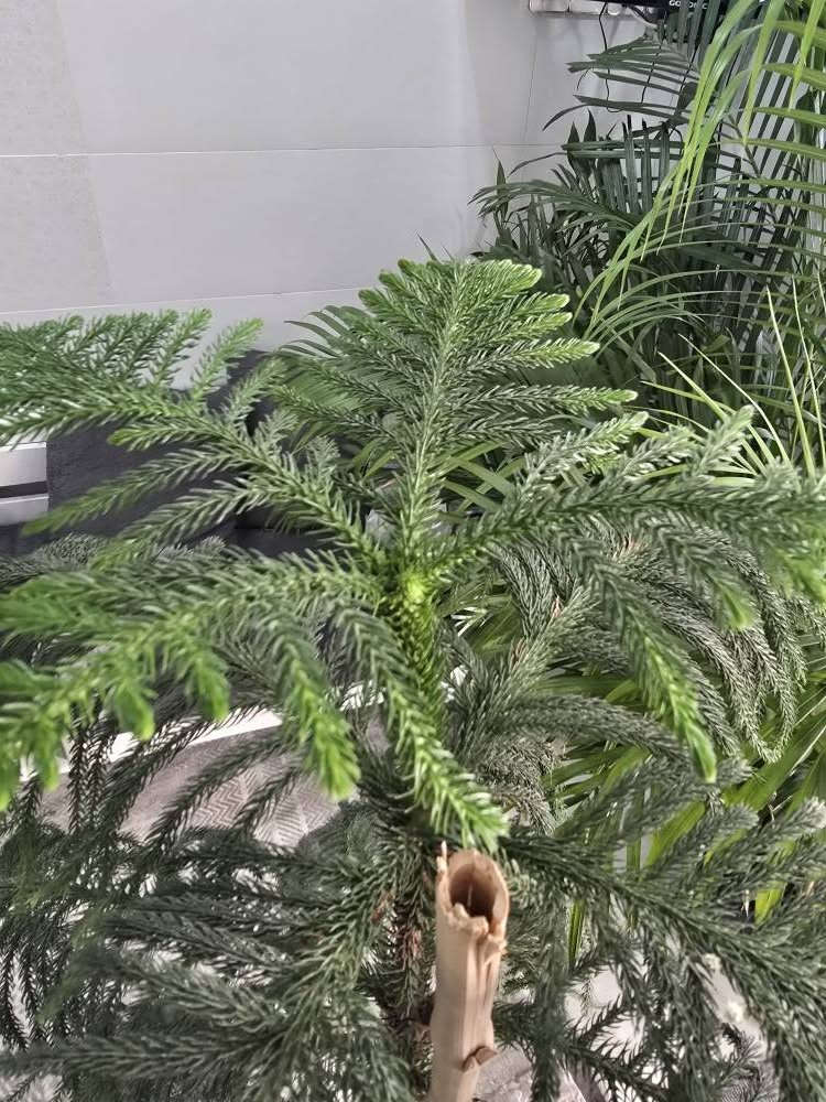 دار عیدمیلاد  نزیکەی  ١٤٠ سم   نرخی ٣٠ هەزار هەولێر أربيل, العراق


**إذا كنت صاحب هذا الإعلان وتريد حذفه لأي سبب، رجاءا أرسل رسالة إلى الدعم الفني**