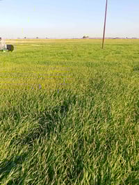 شعير سفح • كوت قضاء الموفقية