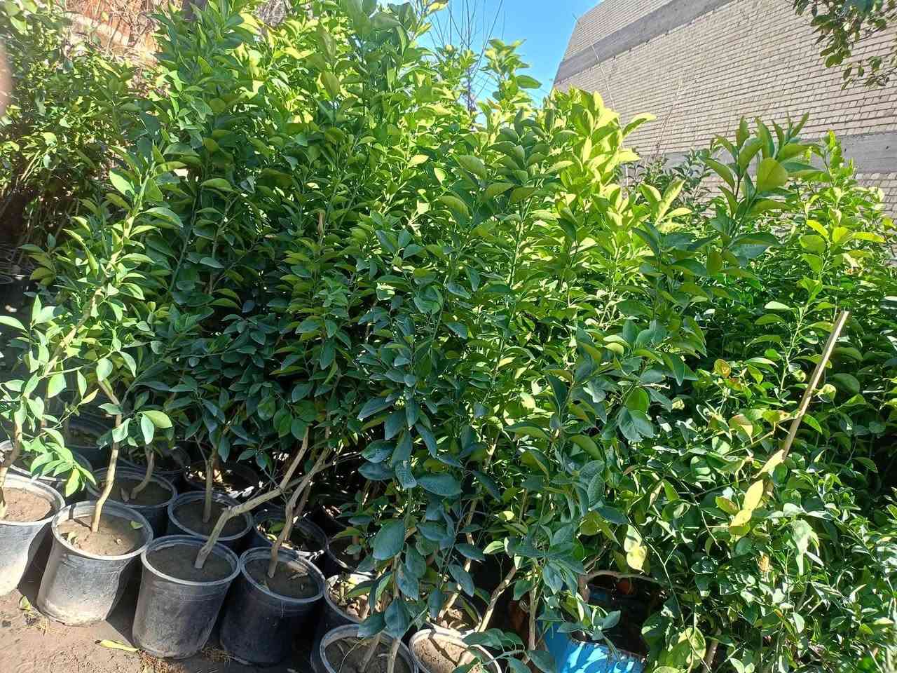 سلام عليكم حاليا متواجد فلكه الفرسان


**إذا كنت صاحب هذا الإعلان وتريد حذفه لأي سبب، رجاءا أرسل رسالة إلى الدعم الفني**