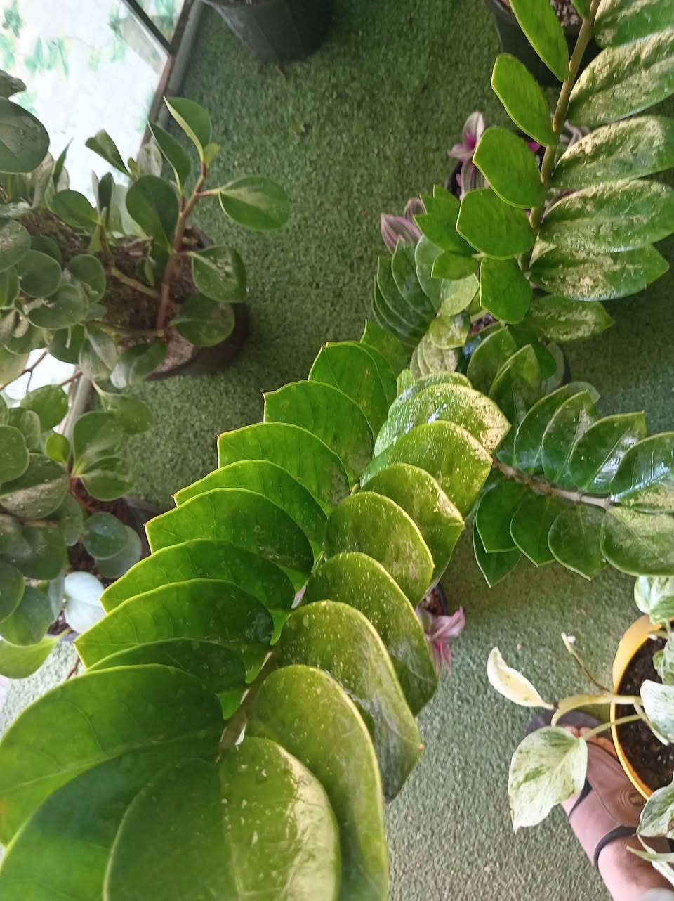 الطيبون سنابل ... حتى و إن جفوا صاروا قمحا🫰🌾
طيب الله اوقاتكم بالخير والسعادة #متابعيني الكرام
زاميا 💚🪴🪴🪴🪴🪴
اقوى نبات حسب نظري 
هو نبات استوائي قريب للعصاريات قوي جدا اقوى من الصبار و حسب تجربتي الشخصية صار تقريبا اكثر من شهر و لا قطرة مي لانه النبات يتحمل عطش بسبب وجود ابصال اسفل الجذر تعتبر بمثابة خزانات للماء و ايضا الورقة عصارية تتحمل الحر و الجفاف🥰🥰🌺💕💕💕🪴🌷🦋🦋🦋
متوفر في مشتلنا 🪴🪴🪴🦋💕


**إذا كنت صاحب هذا الإعلان وتريد حذفه لأي سبب، رجاءا أرسل رسالة إلى الدعم الفني**