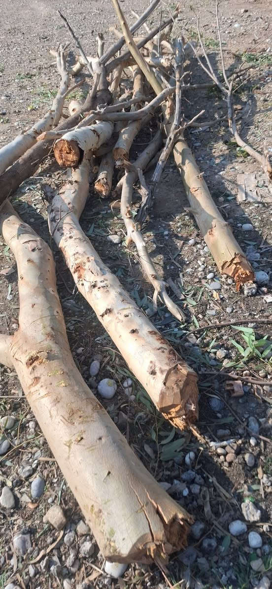 ئەم دارانە بۆفرۆشتن مشتەری نامە بنێرێ یان پەیوەندی بکا ***********
