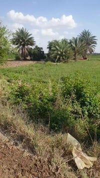 #اعلان_عقارات 🏠 #_من_بريد_الصفحة  📢5 دونم للبيع في جنوب بغداد – عرب جب...