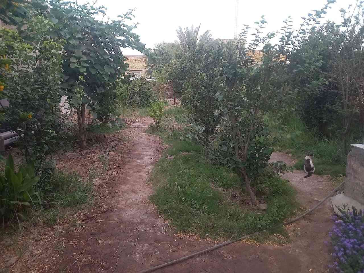 بيت مساحه الكليه ٨٠٠ حديقتين حديقه جانبيه وحديقه أمام البيت بناء حديث ٣ وصاله ومطبخ واستقبال ومجمع صحيات داخلي وخارجي بناء طابوق كونكريت مابي اي نقص  عل فرعين البيت  حله ورديه سيف سعد  خلف بيت النائب حبيب الحلاوي يبعد ١٥٠ عن التبليط ومن التبليط الثاني يبعد ٥٠ متر استفسار *********** اتصال مع وتساب
