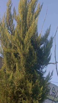 مشتل سماء الكوت • نباتات • كوت فلكت الحاوي