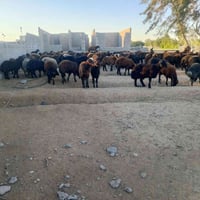 کەلار صالح ئاغا • بستان عالنهر • هيكل 200م