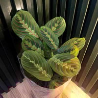 حي السكر • نباتات ظلية • توصيل الموصل