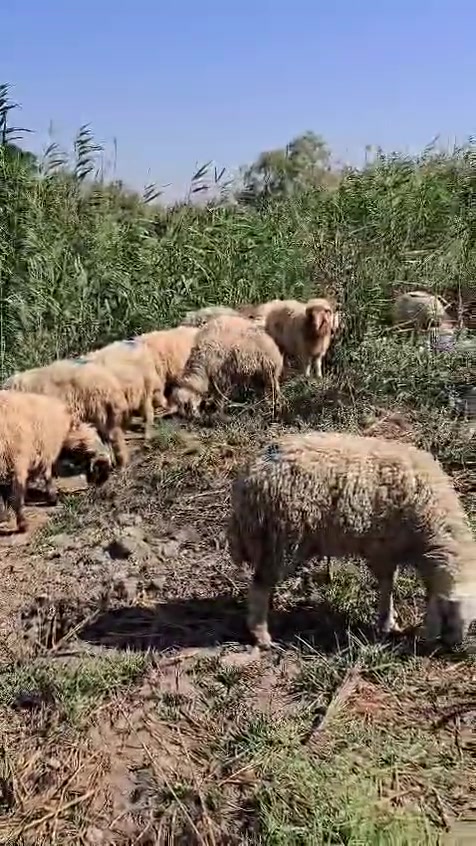 للبيع حلال نضيف وسمين مكلف بل نشر للاستفسار على الرقم ***********
