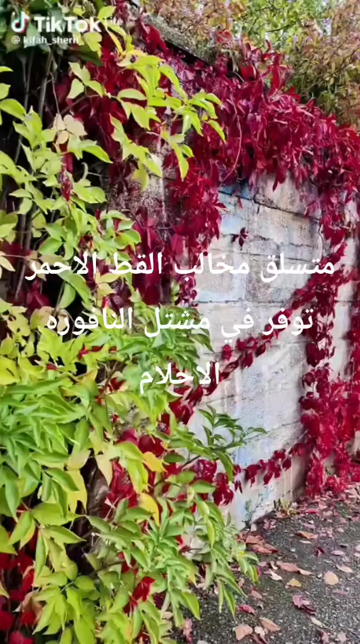 # @كل ما هو جديد في🌹 مشتل نافورت  الأحلام  🌹  متسلق مخالب القط الاحمر
ناصريه مركز المحافظه مجاور مديريه مرور ذي قار شارع العام المؤدي الى كراج بغداد 🍂🍂


**إذا كنت صاحب هذا الإعلان وتريد حذفه لأي سبب، رجاءا أرسل رسالة إلى الدعم الفني**