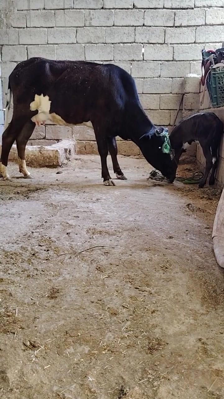 السلام عليكم
بچر حليب اول بطن وراها حولية ولاد جديد
ولاد اقل من شهر وشرط بلا حيان مال جناي 
على كل عيب
اسديرة سفلى
السعر 2200 مليونين وميتين 
***********
