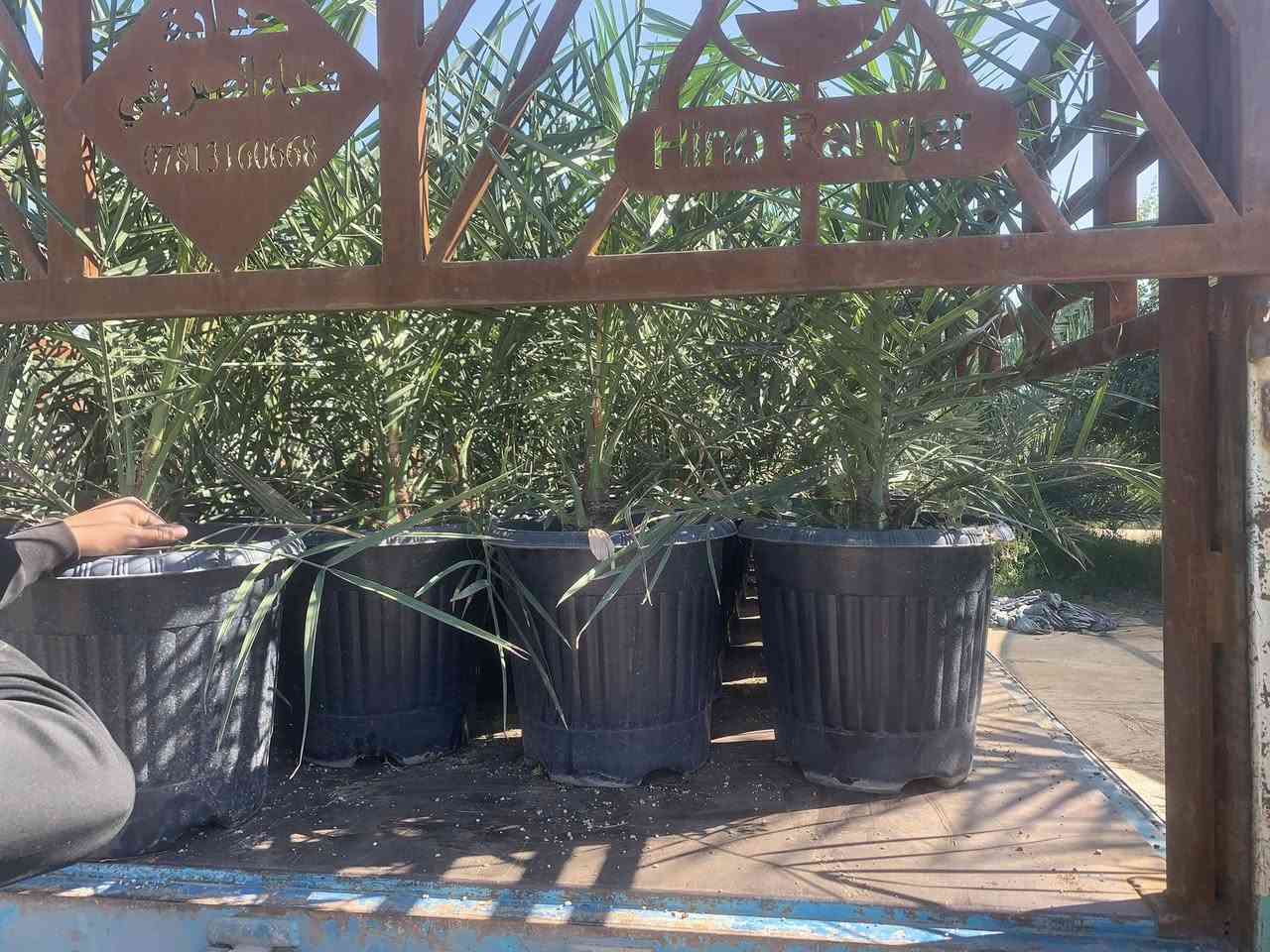 تحية طيبة 
الأصناف المتوفرة لدينا  حاليا 
برحي كبير عمر ثلاث سنوات عدد١٠
برحي وسط عمر سنة ونصف عدد٤٠
برحي وسط عمر سنتين عدد٣٠
مكتوم عمر سنه ونصف عدد٣
جارفس عمر سنه ونصف عدد٣ 
مجهول عمر سنه عدد٦٠ 
***********٥
