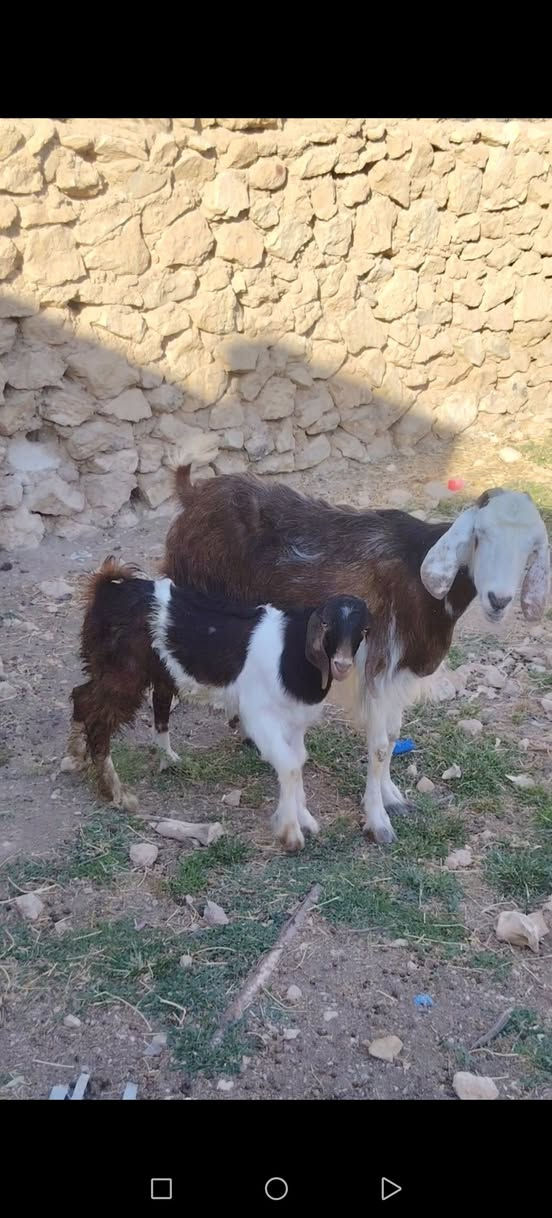 سلام عليكم. اخوان متاح جذعة معز مطفل مال جنية كامل مواصفات الجنية خشان فول شرط النصاح سن وشطر ونصاح ع كل عيب سعرها ب ٤٠٠ مكان حديثة حقلانية يوجد توصيل حسب الاتفاق للاستفسار الاتصال على الرقم ***********
