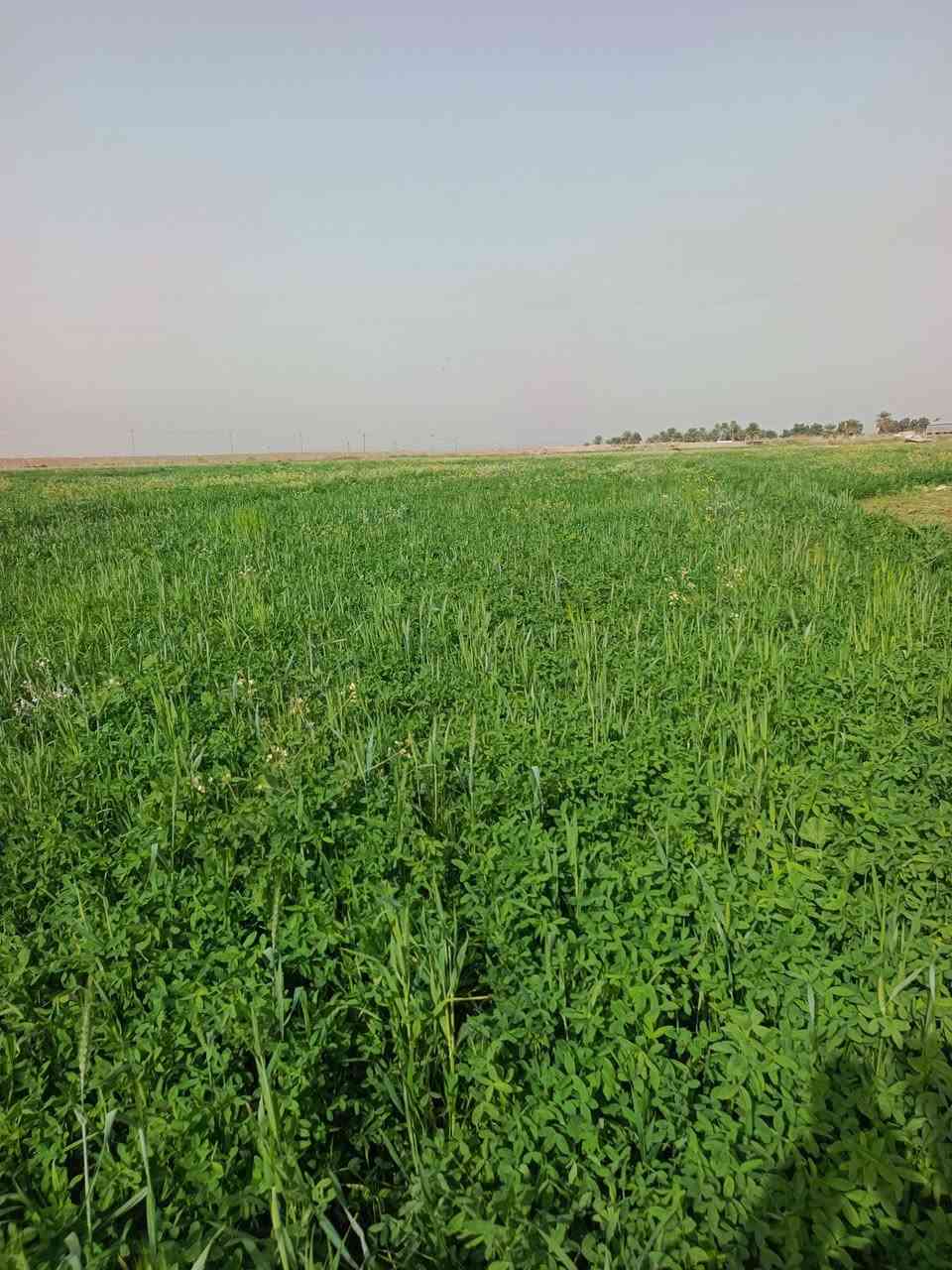 يوجد برسيم المساحة 28دونم العنوان واسط الحرار شاخت المحطه الأتصال على الرقام التاليه ***********
‏‪***********‬‏
