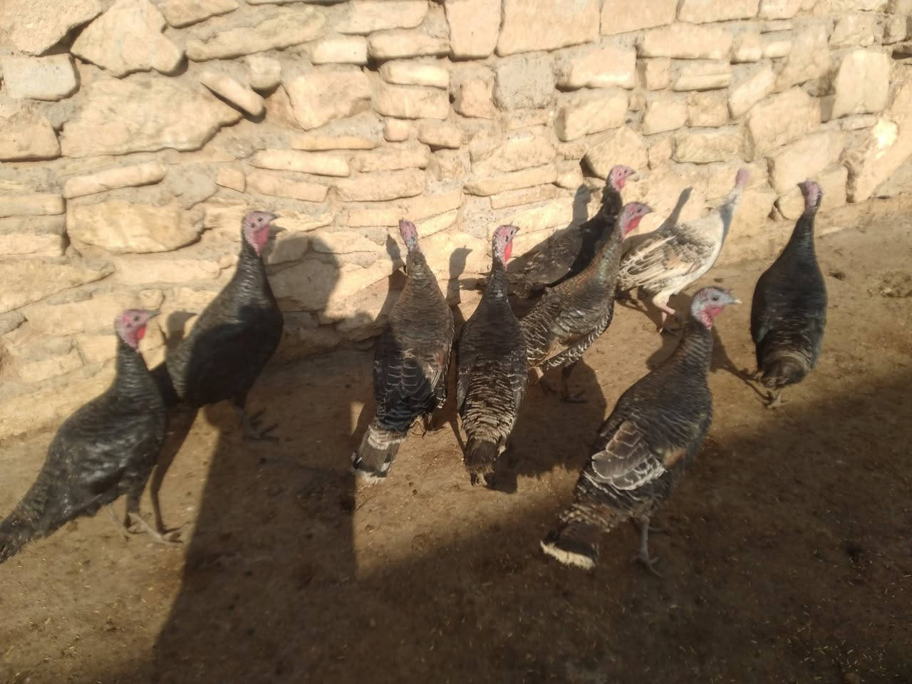 للبيع علوو عدد 9 نصحات فول صحه نشاط مكان موصل جانب ايمن شراي يتصل ع رقم او يجي خاص ***********
