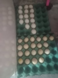 دجاج بياض • دجاجات بياضات • دجاج للبيع • طيور النجف • دجاج حي • دجاج م...