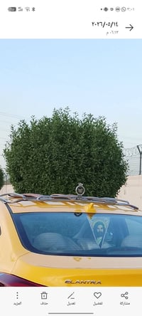 سبيايه البيع حيدر سحارة صناعة 24 السعر 150 العنوان بغداد حي نصر 077236...