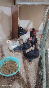 فراريج • ٣ ديوج • ٣ دجاجات