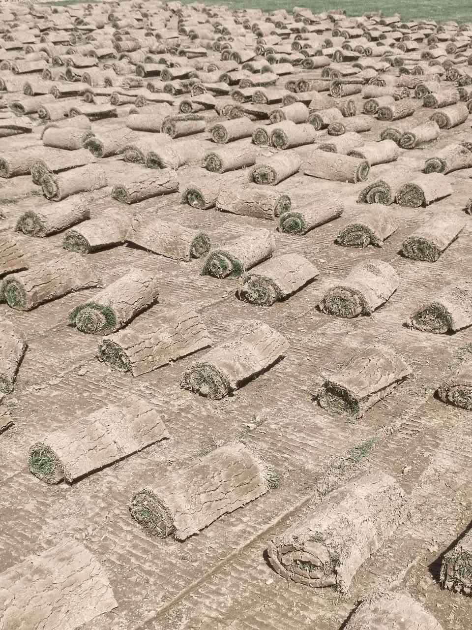 ثيل هندي درجه اولى 
مستعدين ل تجهيز الحدائق والملاعب والمزارع 
للطلب والاستفسار 
***********
