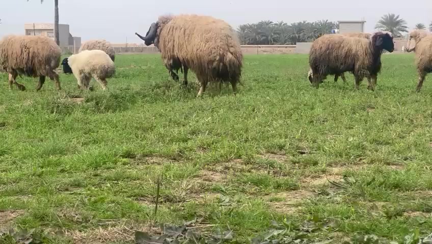 للبيع 3نعاج مطافيل  وحده وراهة فحل وثنين وراهن نثاية نعاج ام اول وثاني بطن مكفولات وشرط النصاحة وياهن الفحل مالتهن وياهن 3وراجين صغار المكان العبايجي
***********بي واتس اب الشراي يتصل ويدلل
