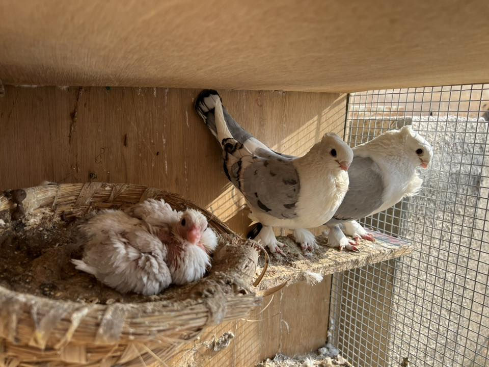 السلام عليكم متاح خدمة  حمام زينه عدد 9زواج كلهه طيره وفحل ضمان الانتاج مال بيت طيور نظيفات مكاني حي النصر توصيل موجود حسب الاتفاق *********** سعر الزوج 50الف وبيهن مجال
